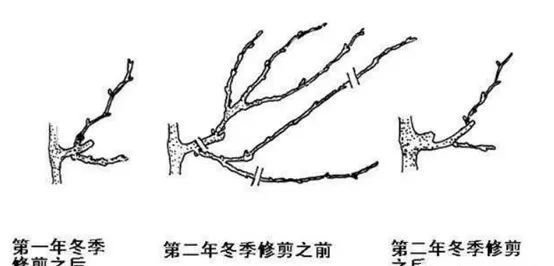 葡萄休眠期的修剪方法,葡萄冬季修剪的最佳时间