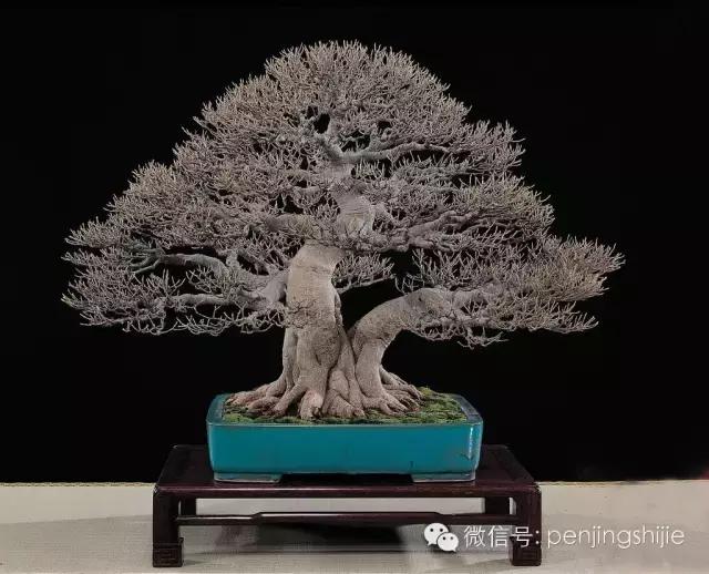 榕树罗汉松风水树,什么形状的榕树盆景好