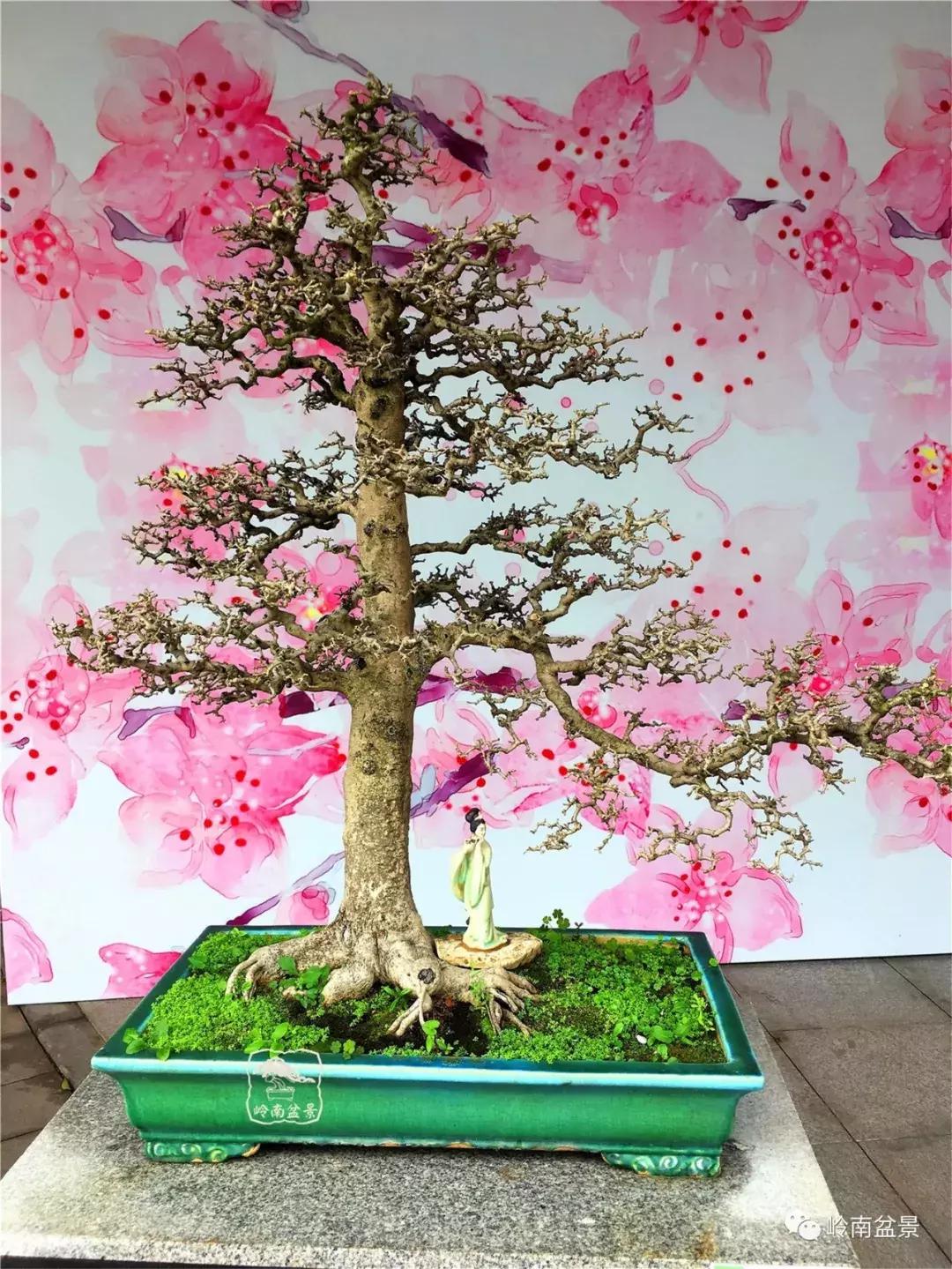 造型极美的盆景一起来欣赏,一组风吹出来的盆景欣赏动感十足