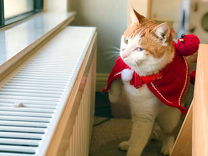 猫咪跳蚤怎么灭杀,猫咪跳蚤怎么彻底清除用什么喷雾