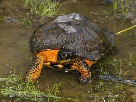 匠志萌宠乐园教学,匠志萌宠