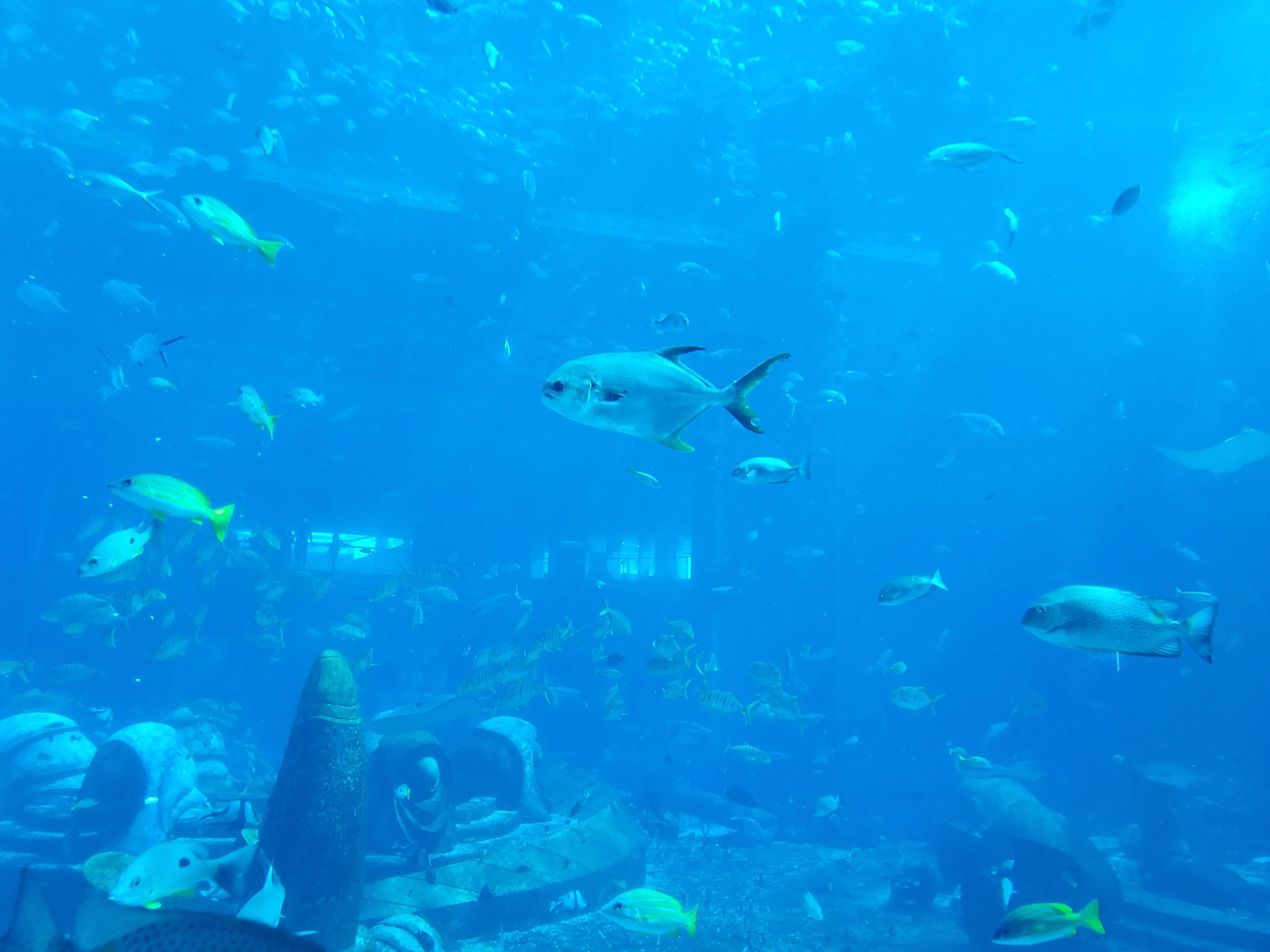 这个冬天我就要去旅行,来三亚享受着冬天里的夏天吧