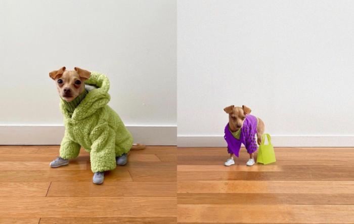 还在自嘲单身狗？快醒一醒！看看汪星人都拥有LV限量款了