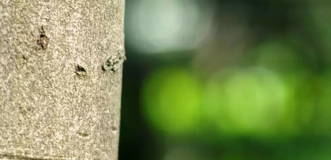 七工匠m75mm摄影成功了吗,七工匠35mmf1.4和50mmf1.8选哪个