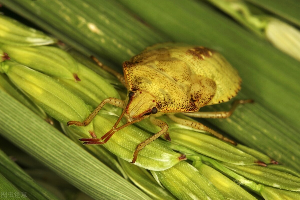 有哪些昆虫很常见但人们都不知道,除了蚂蚱你还知道哪些昆虫