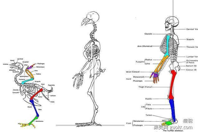 为什么鸡的脖子总是向后伸,为何鸡的膝盖向后弯