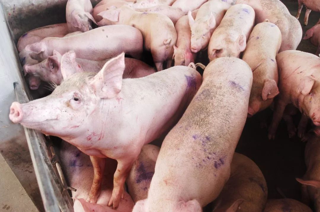 养猪补贴100头以下,养猪补贴100头猪