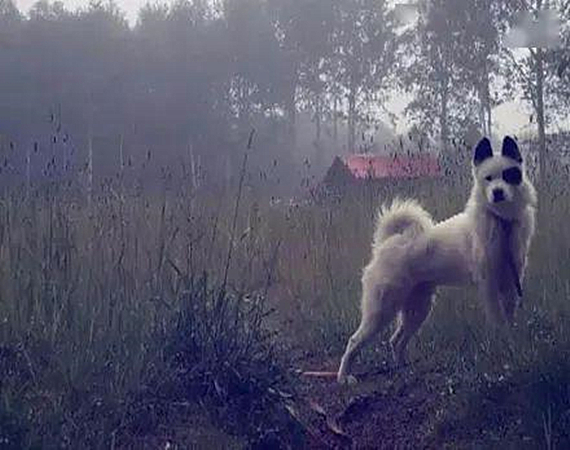 萨摩耶怀上二哈的孩子，生下来后一看狗崽的模样，就是车祸现场呀