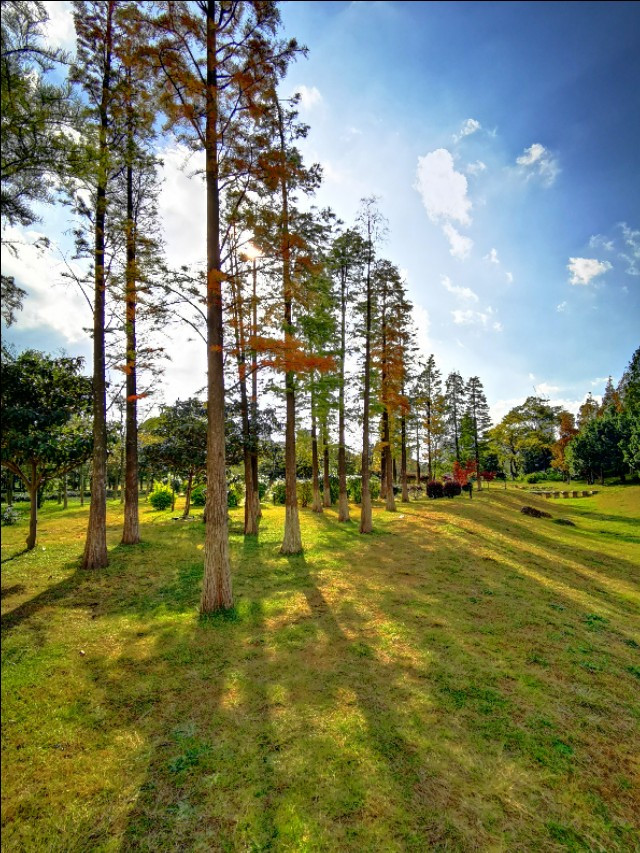 赏景听歌笑红尘,秋叶笑红尘赏析