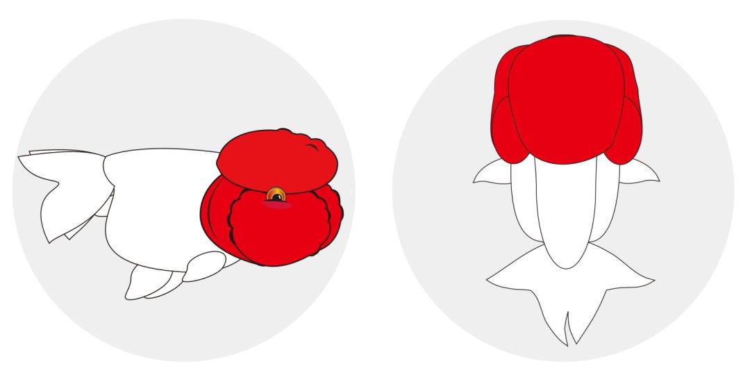 梦里金鱼知多少|〇二狮头Oranda分组（大赛报名开启）