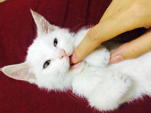 辟谣，猫应接受巴尔通体治疗？与猫抓病有何联系，如何预防与治疗