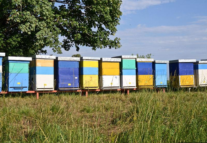 夏末秋初蜂群管理,蜜蜂养殖技术分享蜜蜂管理