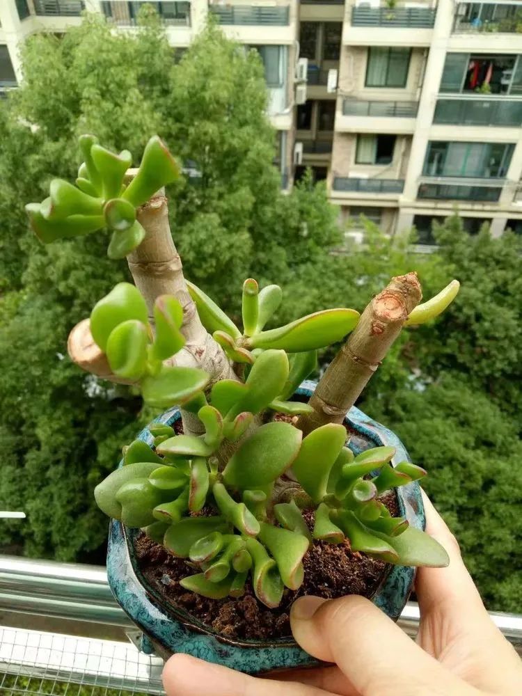 多肉砍头的怎么养,多肉怎么砍头才能爆发