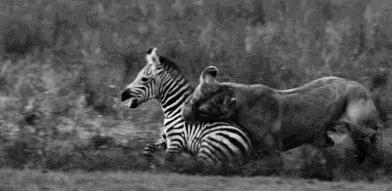 非洲斑马，食草动物界扛把子