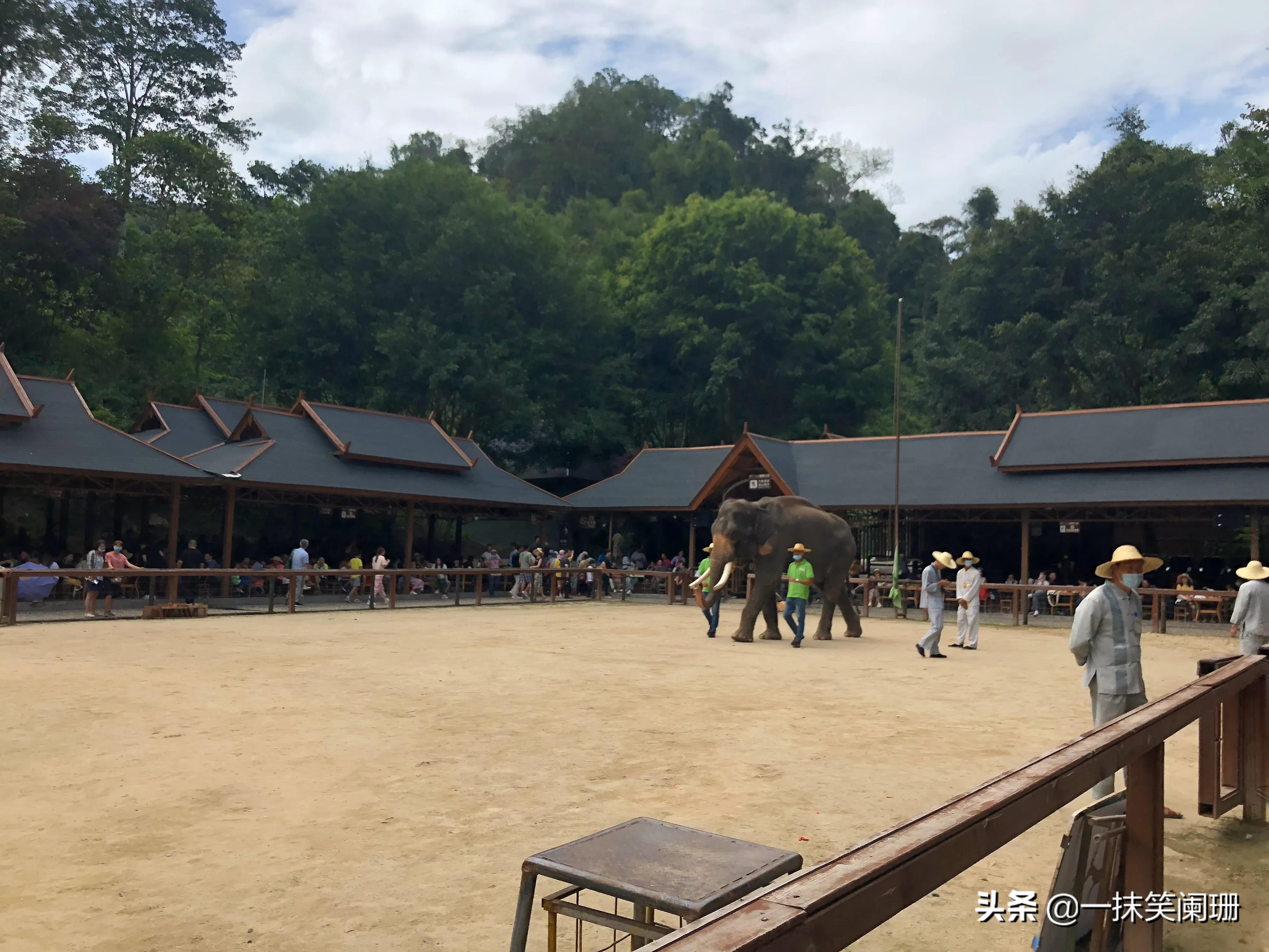 西双版纳野象谷大象表演,西双版纳野象谷大象表演现场视频