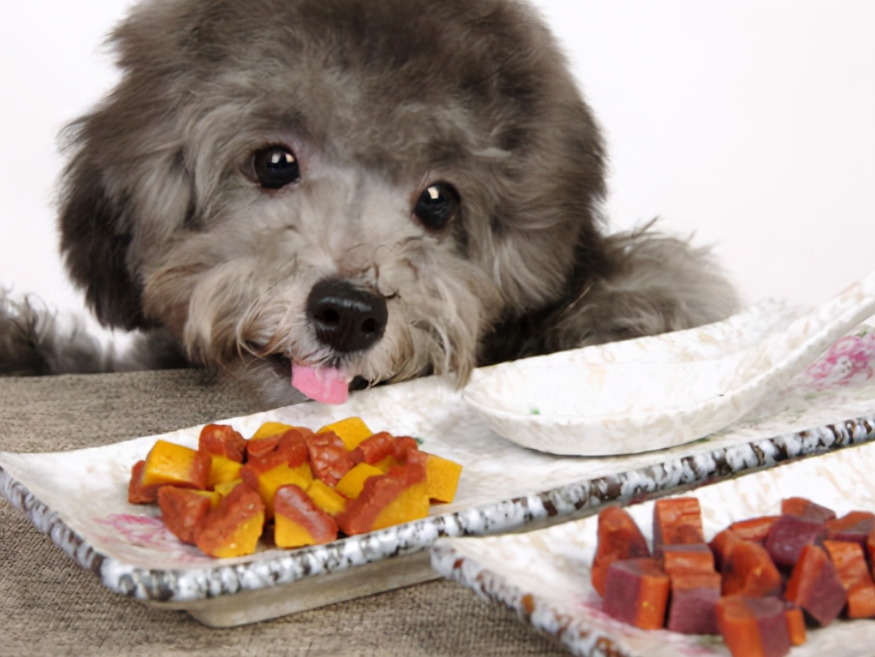 泰迪犬挑食怎么办,泰迪犬老是啃牙怎么回事