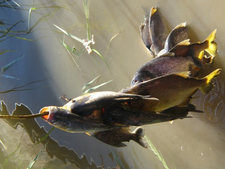 这才是最真实的国外钓鱼人,别崇洋媚外了,原来我们都被骗了
