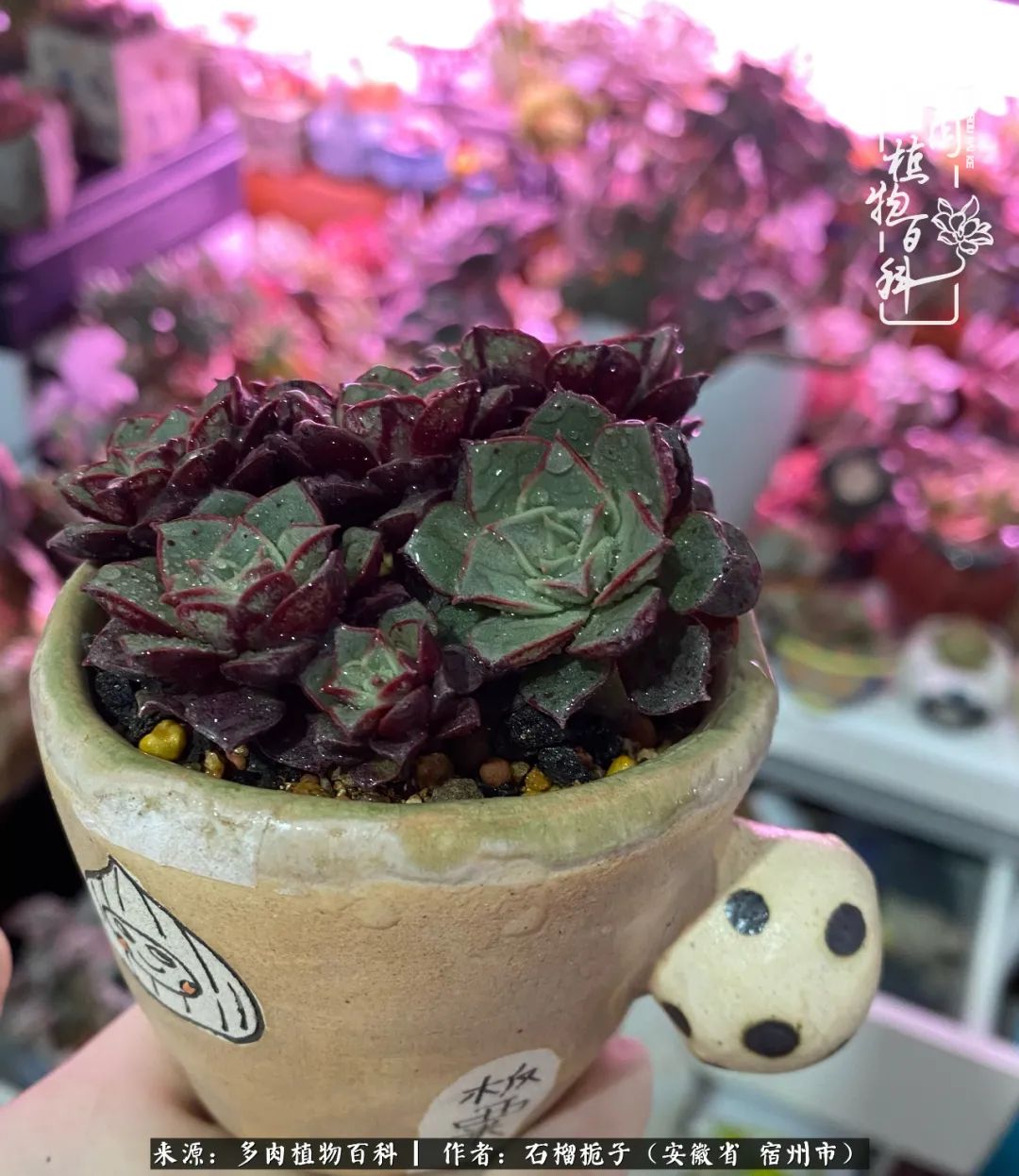 治愈系多肉：何以解忧，唯有多肉