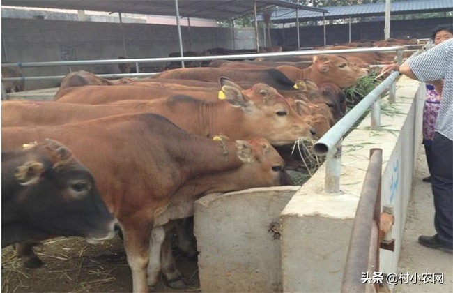 农村养牛赚钱思路养好牛,养牛致富的4个小妙招视频
