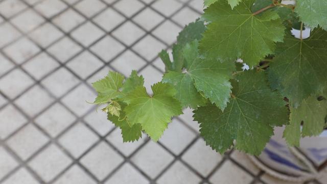 自家葡萄长得不美观什么原因,为什么自家种的葡萄不容易一起熟