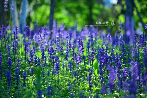西餐香草大全及用途视频,好吃的西餐料理有哪些