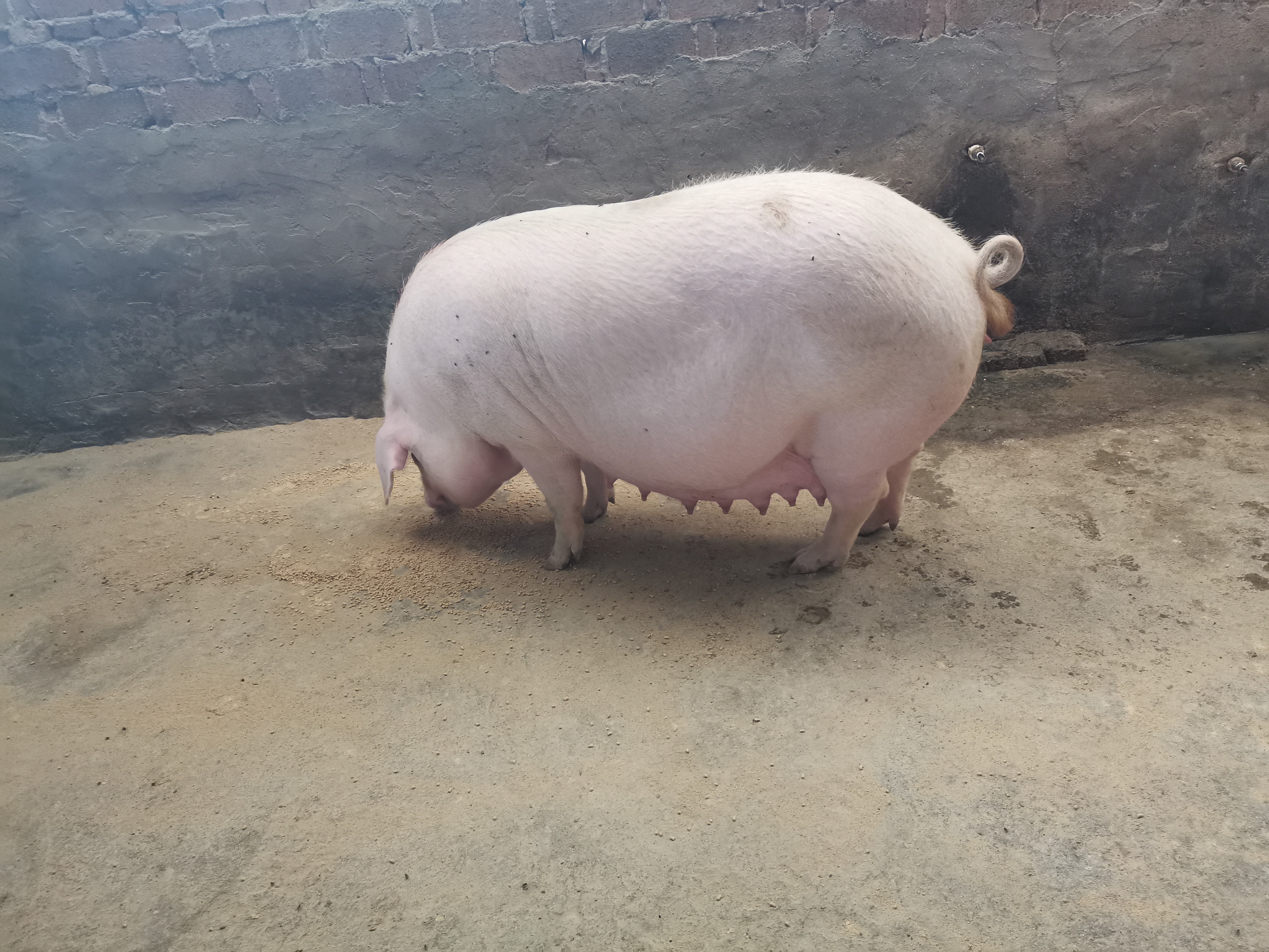 怀孕母猪怎么养,新手养猪母猪怎么喂养