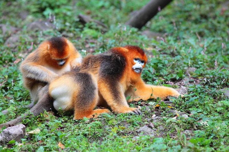 金丝猴也心机，为上位上演宫斗戏，多数小猴非公猴亲生
