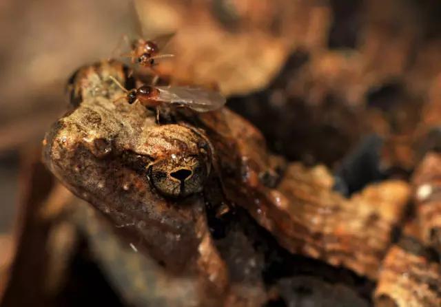 海南海里的特产动物,海南特有的珍稀动物