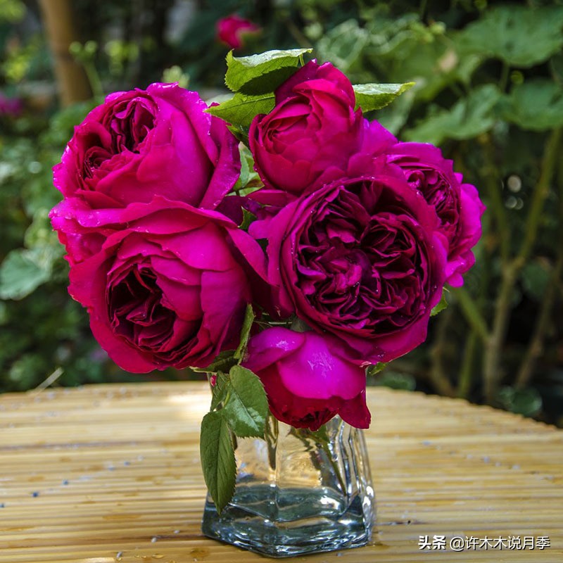 月季花苞突然垂头打蔫施肥过多,月季花苞突然垂头打蔫叶片发黄