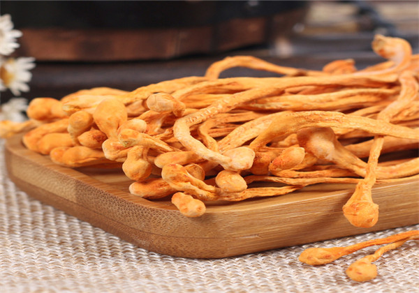 蛹虫草人工种植好种吗,蛹虫草的培育技术与管理