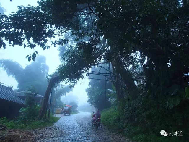 18万冰岛普洱茶,冰岛18年茶价格