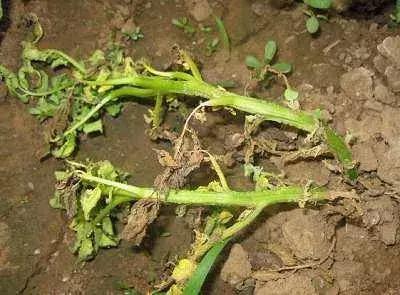 番茄青枯病萎蔫,青枯病和立枯病萎蔫的症状