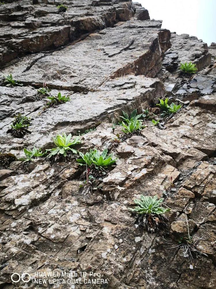 天狼之路是否值得一走,传说中的天狼