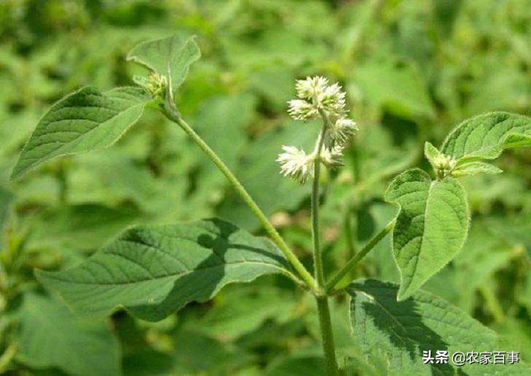 农村路边常见的根茎红色野草,农村一种常见野草却是止血良药