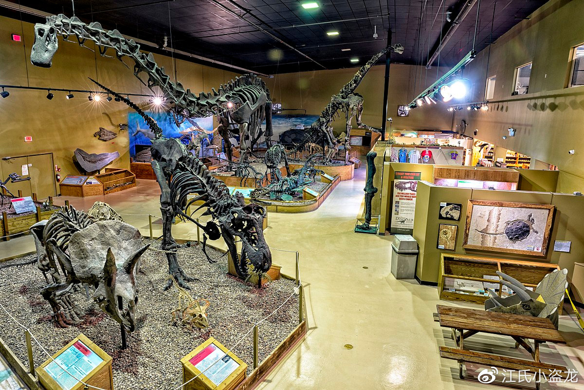 长得跟其他恐龙不一样的恐龙,恐龙化石奇怪的动物