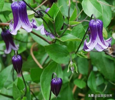 閾佺嚎鑾茬传鑹插皬閾冮摏,灏忛搩閾涢搧绾胯幉鍝佺