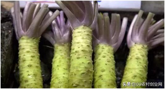 在农村创业九大赚钱项目,农村创业十大赚钱项目