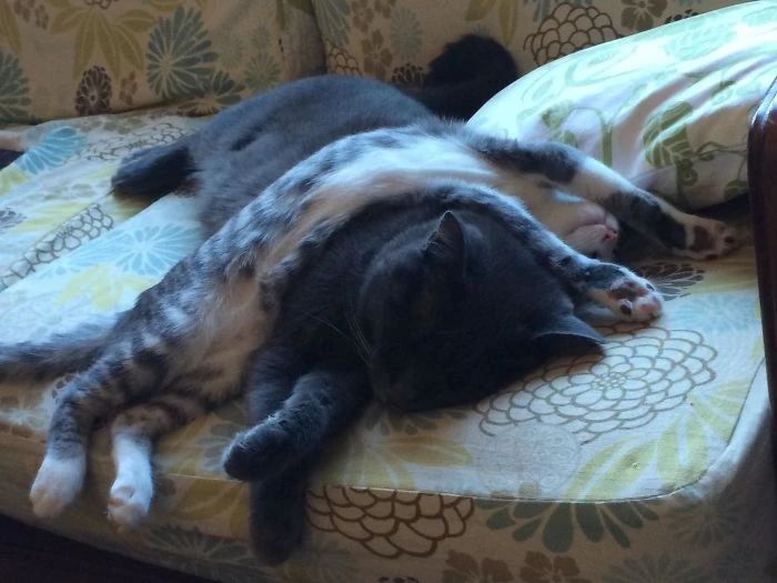 同样是腿,凭啥猫咪就能这么细长直?