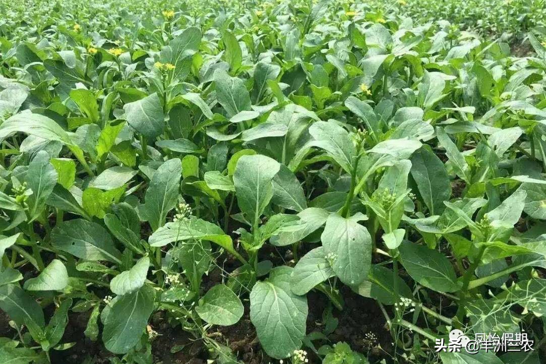 菜心露天栽培好还是大棚栽培,广东菜心无土栽培技术要点