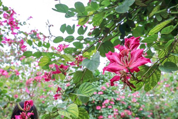 58抢花都志惠农场+玻璃桥套票惊险横跨268米更有环球飞车项目