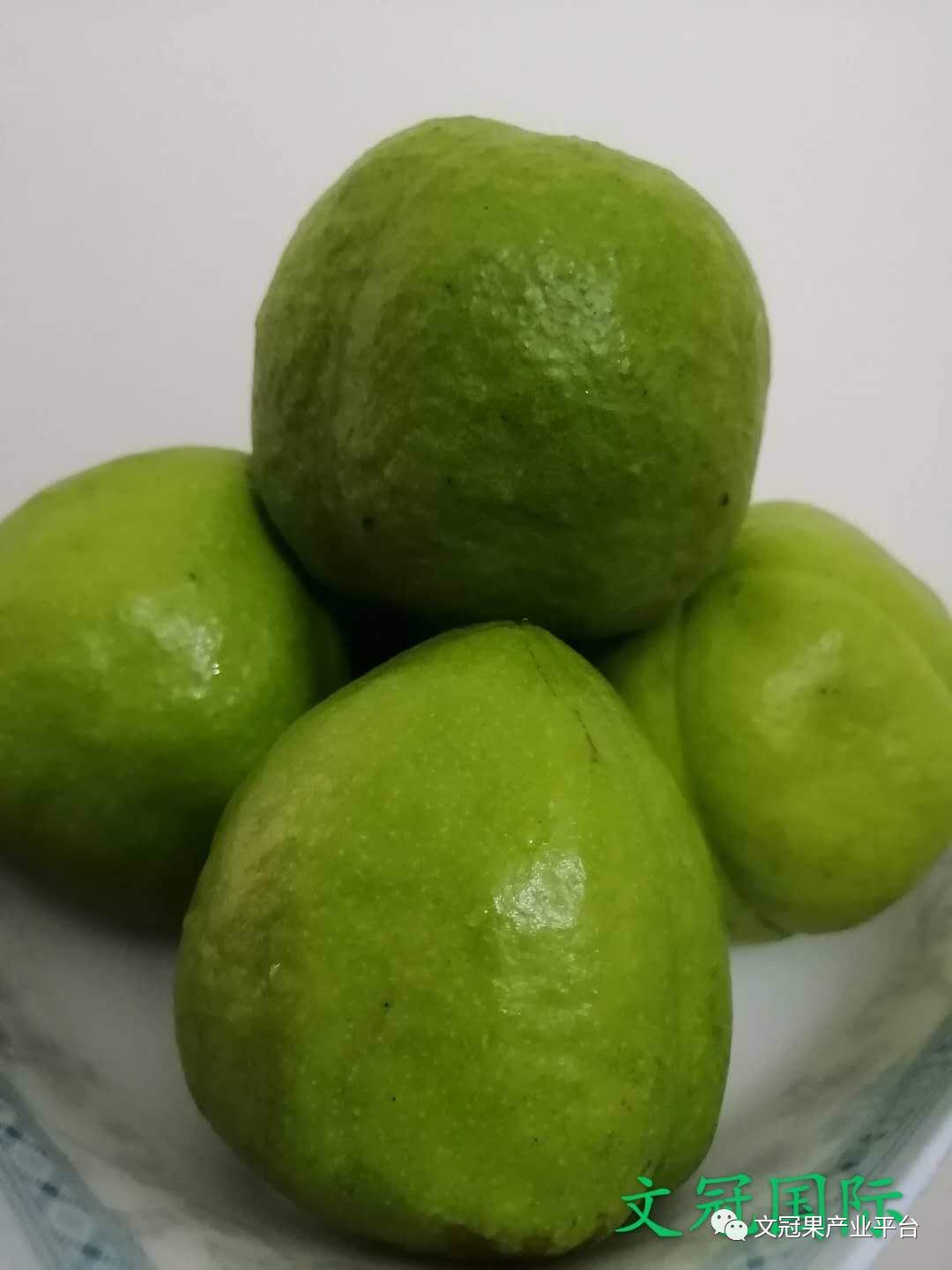 文冠果籽怎么吃好吃,文冠果嫩叶怎么吃