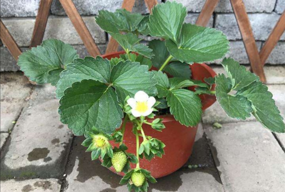 盆栽草莓果实小怎么办,盆栽草莓为什么果实会烂掉了