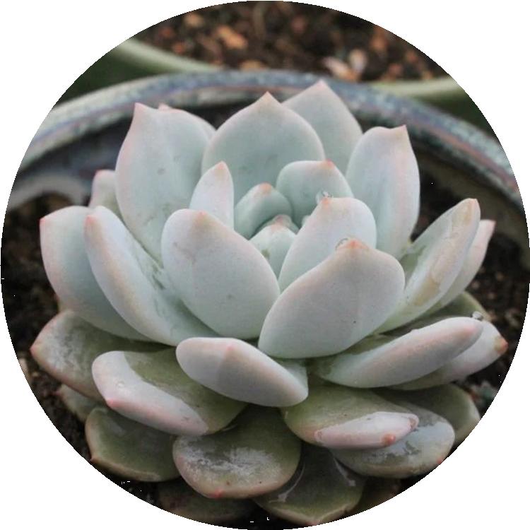 淋雨后多肉喷什么药,多肉淋雨后叶片皱了怎么办