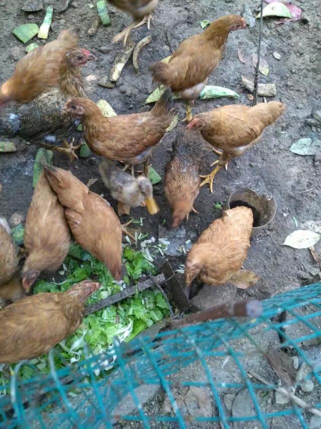 养子沟游玩攻略,养子沟畅游文案