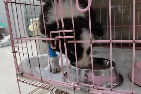 卡布：来自一只三个月大的边境牧羊犬，一封遗留在人间的草稿