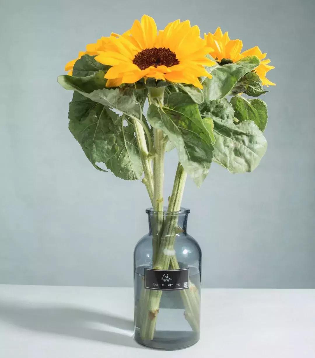 向日葵怎么搭配花材,花材向日葵价格