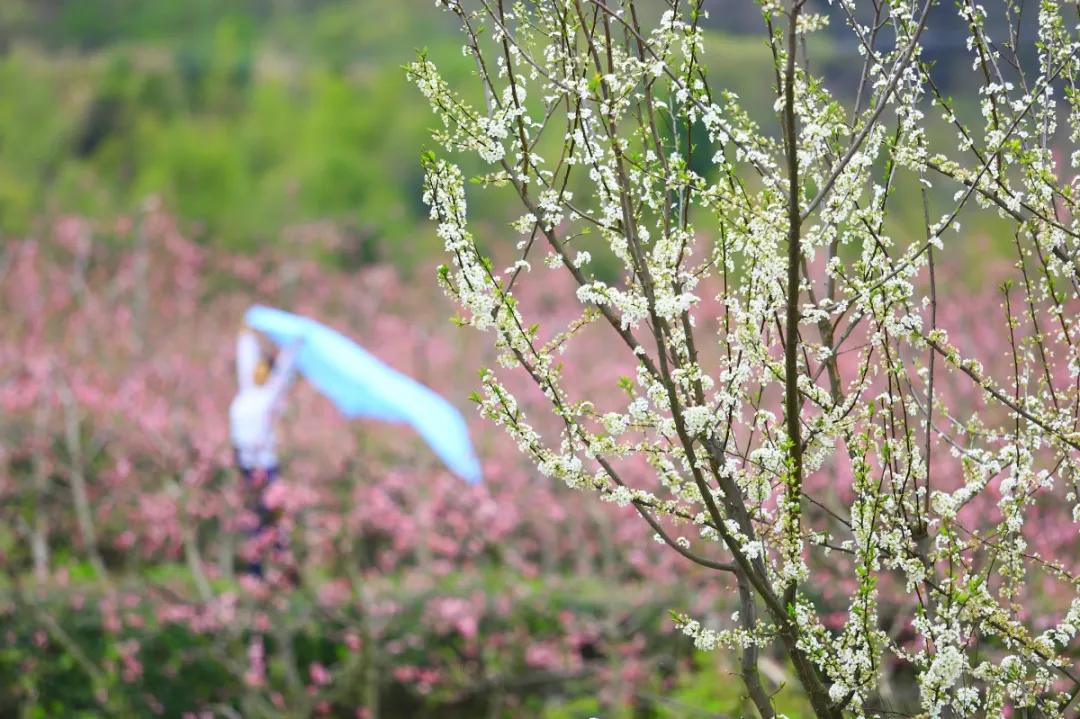 台州藏在深山里的世外桃源,台州家乡春天的美景