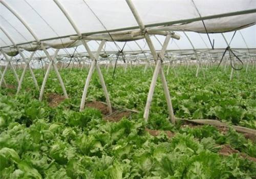 永州专业温室钢架大棚造价,广东蓝莓钢架大棚造价多少钱一平