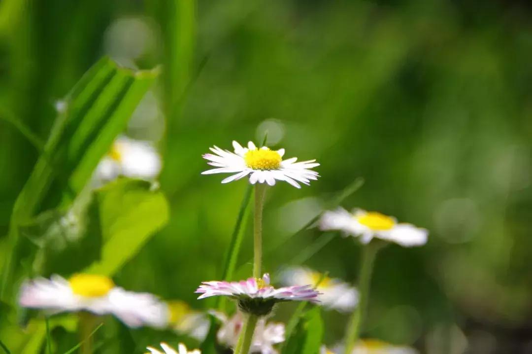 夜深花睡去最是念故人,夜深花睡去最念是故人的出处