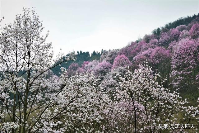 药王谷传奇（49）药王谷珍爱生命*界无**，茅草根不惧风火霜雪